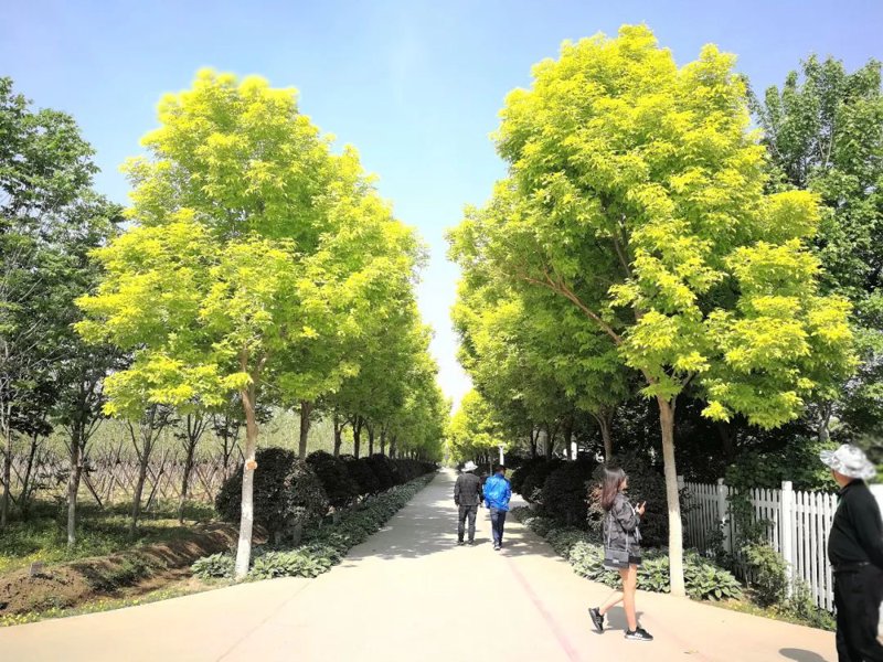 苗圃场行业现状与未来发展趋势探析
